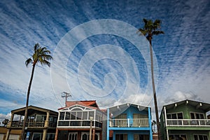 Palm tree and beachfront houses in Newport Beach