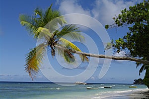 Palm tree at Beau Vallon beach, Seychelles