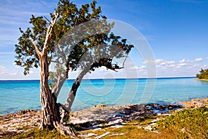 Palm tree on the beautiful Playa Giron, Cuba