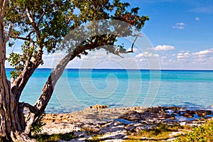 Palm tree on the beautiful Playa Giron, Cuba
