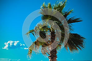 Palm Tree in beautiful Sky in Croatia, Brac Island