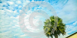 A palm tree with beautiful sky white and blue. Background, Copyspace.