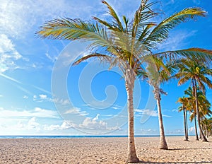 Palm tree on a beautiful sunny summer afternoon in Hollywood Beach