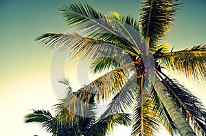 Palm tree from below - Panglao, Bohol Island, Philippines photo