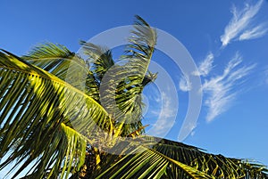 Palm tree beneath wispy clouds in a blue sky