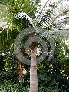 Palm tree