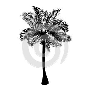 Palm tree, black silhouette, isolated on white, vector background