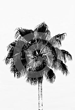 A palm tree in black and white, that appears to be a drawing