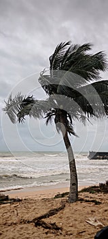 Palm tree blowing in the wind on an overcast beach