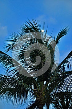 Palm tree on blue background