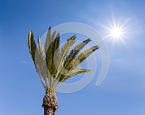Palm tree on a blue cloudy sky background with sparkle sun