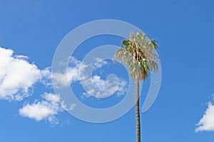 Palm tree in a blue cloudy sky