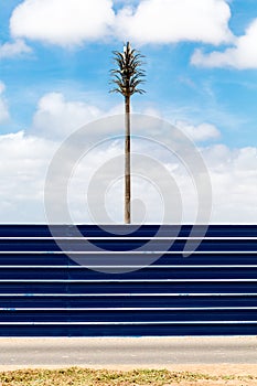 Palm tree and a blue fence