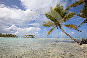 Palm tree on blue lagoon of desert island