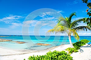 Palm tree, blue sea, sky in Great Stirrup Cay, Bahamas