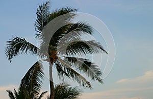 Palm Tree and Blue Sky
