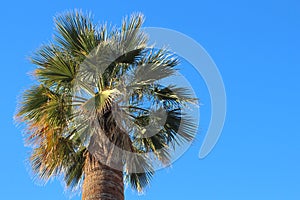 Palm Tree with Blue Sky