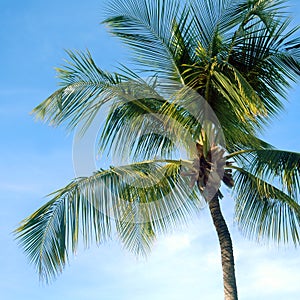 Palm Tree and Blue sky
