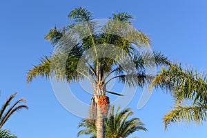 Palm tree blue sky