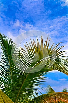 Palm tree with blue sky