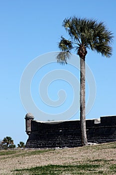 Palm Tree and Blue Sky Above Castillo de San Marcos Oldest Fort