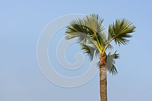 A palm tree and a blue sky background