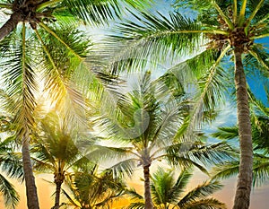 palm tree blue sky background