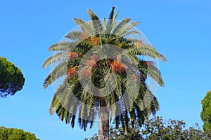 Carnauba Palm tree