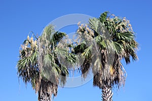 Palm tree. Blue sky background sunny day