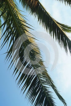 Palm tree blue sky background, travel, an exotic destination