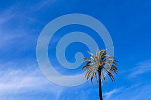 Palm tree on blue sky backround.