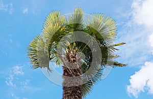 Palm tree on blue sky with clouds background.