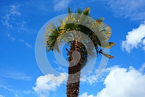 Palm tree on blue sky with clouds background.