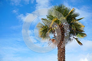 Palm tree on blue sky with clouds background.