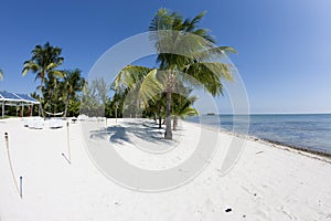 Palmera un árbol a cielo azul 