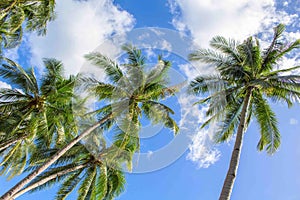 Palm tree and blue sky idyllic photo for background. Green coco palms with beautiful leaves.