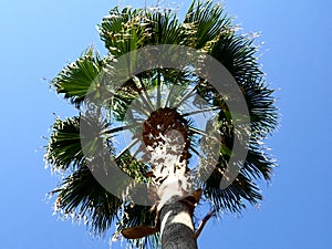 Palm tree blue sky green leaves branches