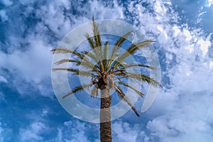 Palm tree and blue sky looking up view from below