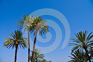 Palm Tree on Blue Sky-Menara parc in Marrakech-Morocco