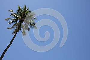 Palm tree on a blue sky photo