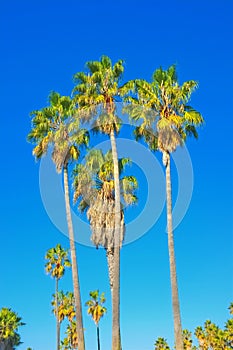 Palm tree, blue sky and nature with summer outdoor, environment and background for tropical holiday in California