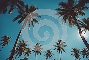 palm tree blue sky