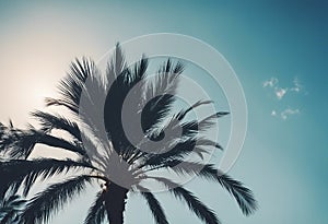 palm tree blue sky