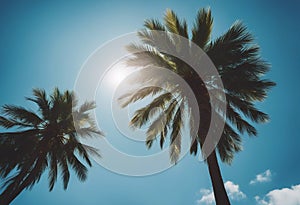 palm tree blue sky