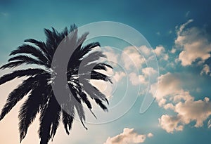 palm tree blue sky