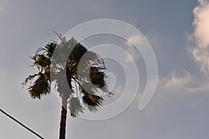 Palm tree in Blue sky in Ramallah