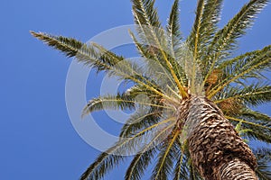 Palm tree with blue sky
