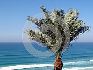 Palm tree blue sky sea leaves branches