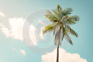 Palm tree on blue sky in summe