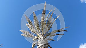 Palm tree, blue sky and sun